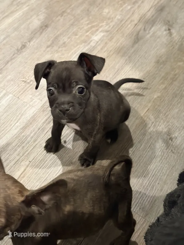 Cleo  – French Bulldog, Italian Greyhound puppy for sale in Haines City, FL