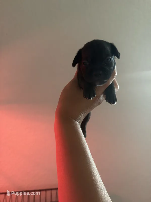 Cleo  – French Bulldog, Italian Greyhound puppy for sale in Haines City, FL