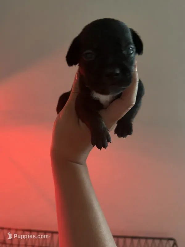 Mia – French Bulldog, Italian Greyhound puppy for sale in Haines City, FL