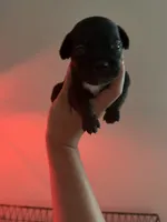 Mia, a female French Bulldog and Italian Greyhound for sale in Haines City, FL – 1 of 1