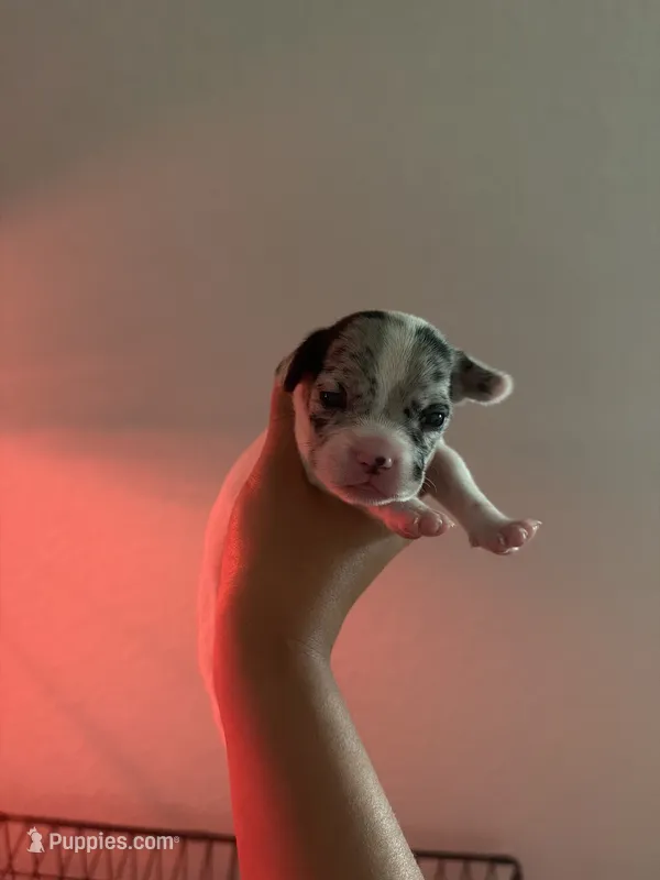 Snow – French Bulldog, Italian Greyhound puppy for sale in Haines City, FL