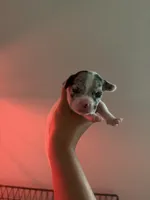 Snow, a female French Bulldog and Italian Greyhound for sale in Haines City, FL – 1 of 1