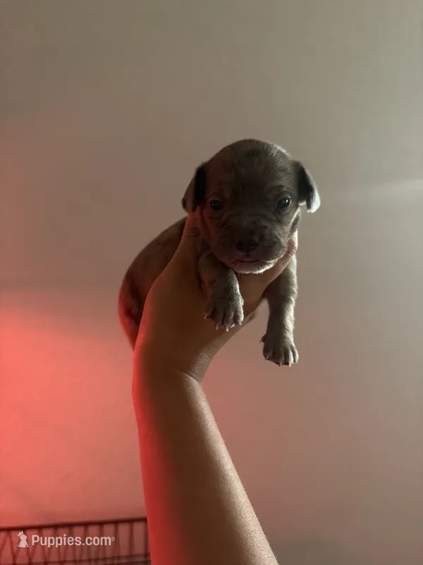 Boo boo – French Bulldog, Italian Greyhound puppy for sale in Haines City, FL