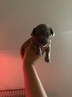 Boo boo, a male French Bulldog and Italian Greyhound for sale in Haines City, FL – 1 of 1