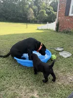 Orange Collar Boy, a male Labrador Retriever for sale in Saint Stephens Church, VA – 7 of 10