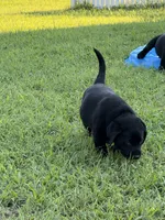 Orange Collar Boy, a male Labrador Retriever for sale in Saint Stephens Church, VA – 5 of 10