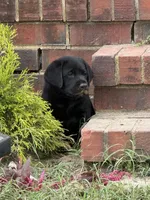 Blue Collar Boy, a male Labrador Retriever for sale in Saint Stephens Church, VA – 9 of 10