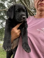 Tan Collar Girl, a female Labrador Retriever for sale in Saint Stephens Church, VA – 8 of 9