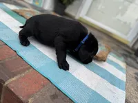 Blue Collar Boy, a male Labrador Retriever for sale in Saint Stephens Church, VA – 6 of 10