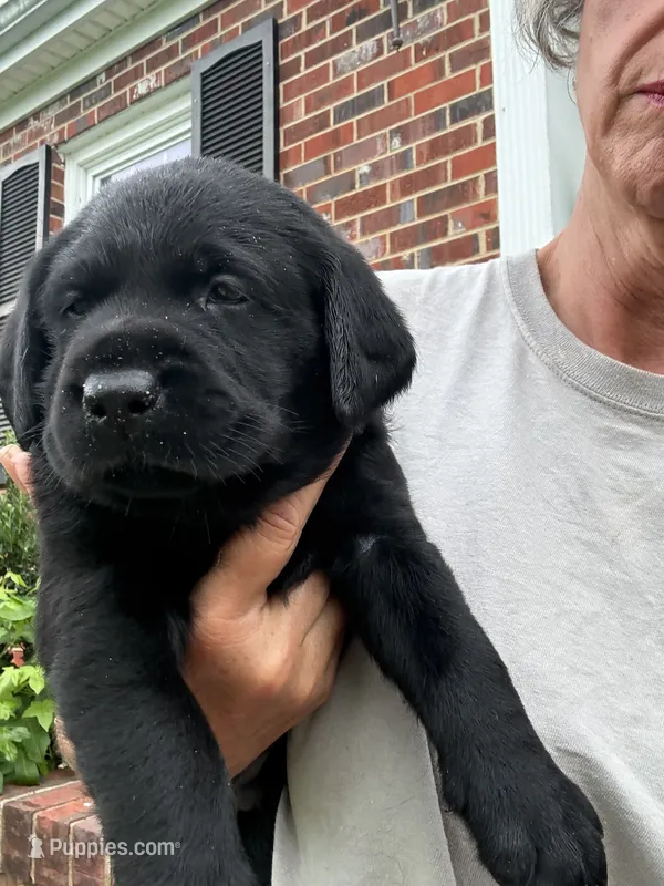 Blue Collar Boy – Labrador Retriever puppy for sale in Saint Stephens Church, VA
