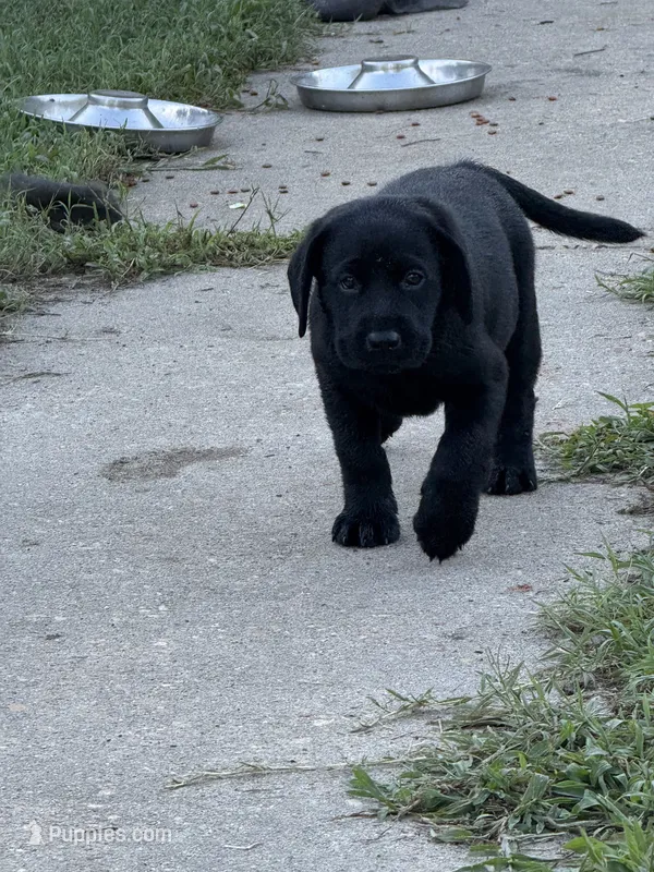 Tan Collar Girl – Labrador Retriever puppy for sale in Saint Stephens Church, VA