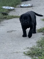 Tan Collar Girl, a female Labrador Retriever for sale in Saint Stephens Church, VA – 1 of 9