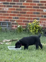 Red Collar Boy, a male Labrador Retriever for sale in Saint Stephens Church, VA – 5 of 9