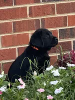 Orange Collar Boy, a male Labrador Retriever for sale in Saint Stephens Church, VA – 3 of 10