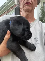 Blue Collar Boy, a male Labrador Retriever for sale in Saint Stephens Church, VA – 4 of 10
