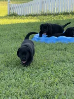 Blue Collar Boy, a male Labrador Retriever for sale in Saint Stephens Church, VA – 10 of 10
