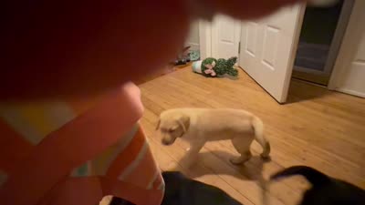 Labrador Retriever, a male Labrador Retriever for sale in Saint Stephens Church, VA – 6 of 8