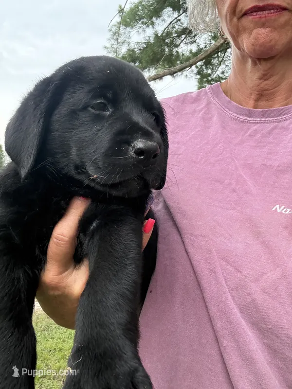 Orange Collar Boy – Labrador Retriever puppy for sale in Saint Stephens Church, VA
