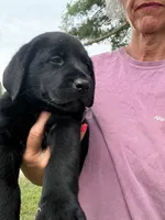Orange Collar Boy, a male Labrador Retriever for sale in Saint Stephens Church, VA – 1 of 10