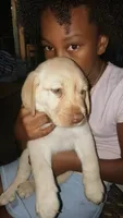 Labrador Retriever, a male Labrador Retriever for sale in Saint Stephens Church, VA – 2 of 8