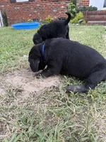 Blue Collar Boy, a male Labrador Retriever for sale in Saint Stephens Church, VA – 7 of 10