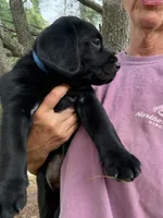 Blue Collar Boy, a male Labrador Retriever for sale in Saint Stephens Church, VA – 5 of 10