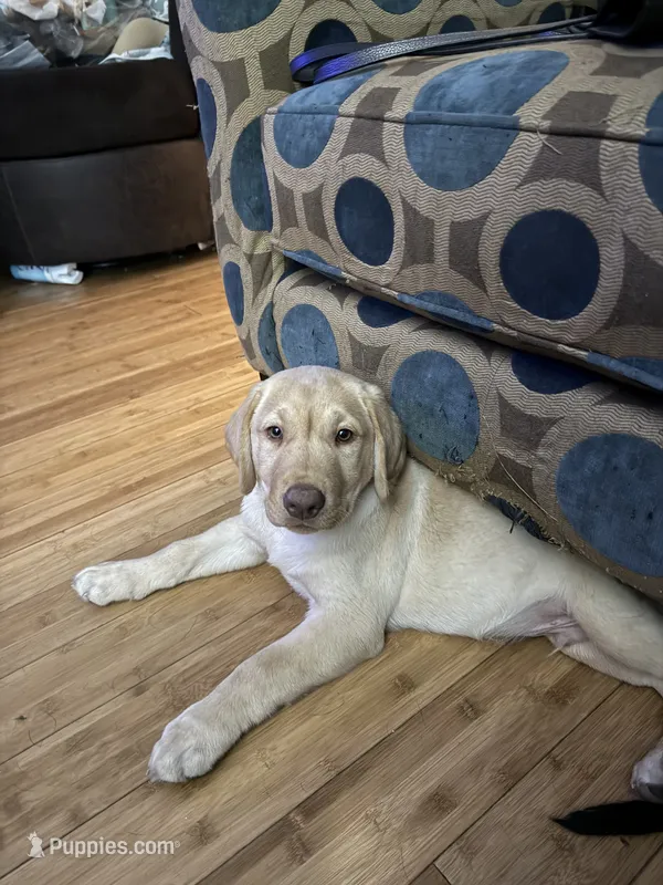 Labrador Retriever – Labrador Retriever puppy for sale in Saint Stephens Church, VA