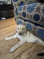 Labrador Retriever, a male Labrador Retriever for sale in Saint Stephens Church, VA – 1 of 8