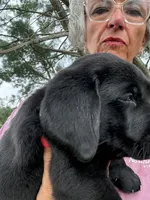 Red Collar Boy, a male Labrador Retriever for sale in Saint Stephens Church, VA – 4 of 9