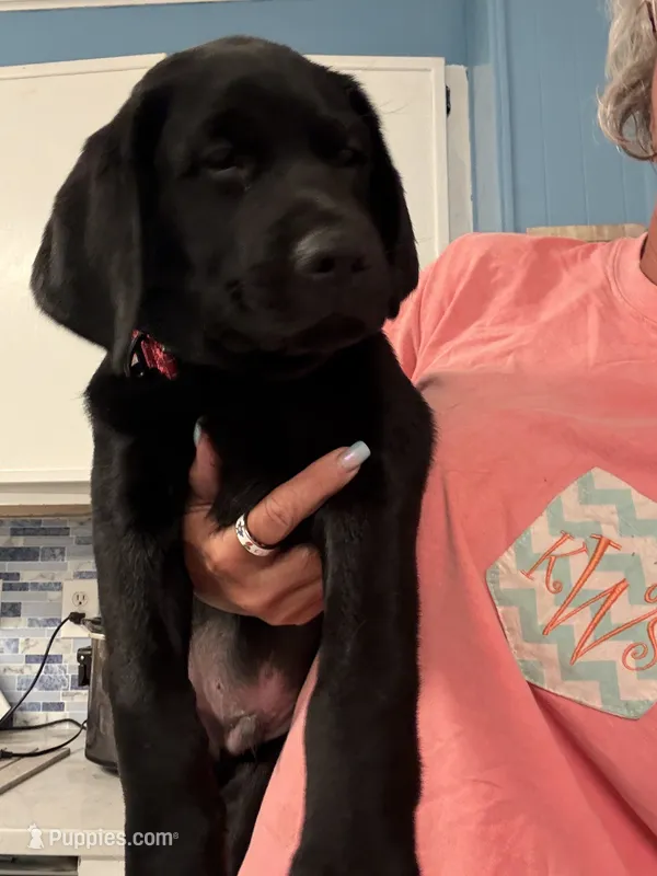 Red Collar Boy – Labrador Retriever puppy for sale in Saint Stephens Church, VA