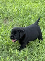 Red Collar Boy, a male Labrador Retriever for sale in Saint Stephens Church, VA – 3 of 9