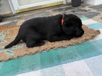 Red Collar Boy, a male Labrador Retriever for sale in Saint Stephens Church, VA – 9 of 9