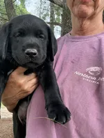 Blue Collar Boy, a male Labrador Retriever for sale in Saint Stephens Church, VA – 8 of 10