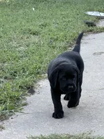 Orange Collar Boy, a male Labrador Retriever for sale in Saint Stephens Church, VA – 9 of 10