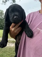 Red Collar Boy, a male Labrador Retriever for sale in Saint Stephens Church, VA – 1 of 9