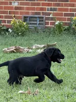Red Collar Boy, a male Labrador Retriever for sale in Saint Stephens Church, VA – 8 of 9
