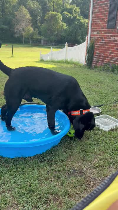 Orange Collar Boy, a male Labrador Retriever for sale in Saint Stephens Church, VA – 10 of 10