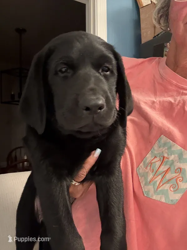 Orange Collar Boy – Labrador Retriever puppy on hold in Saint Stephens Church, VA