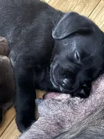 Tan Collar Girl, a female Labrador Retriever for sale in Saint Stephens Church, VA – 2 of 9