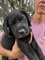 Tan Collar Girl, a female Labrador Retriever for sale in Saint Stephens Church, VA – 3 of 9