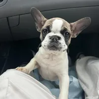 Willow, a female French Bulldog for sale in Lawrenceville, GA – Photo 1 of 2