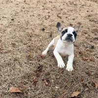 Willow, a female French Bulldog for sale in Lawrenceville, GA – Photo 2 of 2
