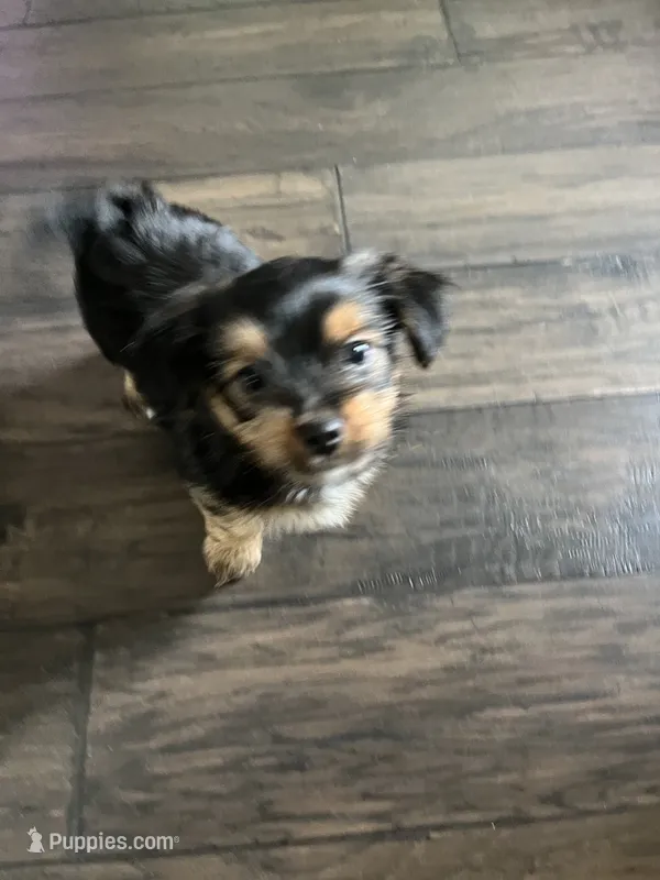 Ghost – Morkie, Malchi puppy for sale in Houston, TX