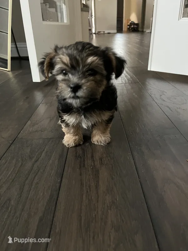 Onyx – Morkie, Malchi puppy for sale in Houston, TX