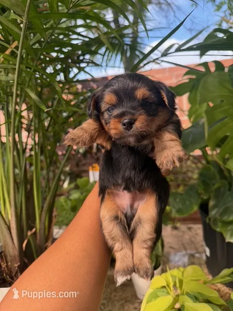 Ghost – Morkie, Malchi puppy for sale in Houston, TX