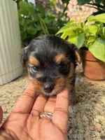 Ghost, a male Morkie and Malchi for sale in Houston, TX – 3 of 3