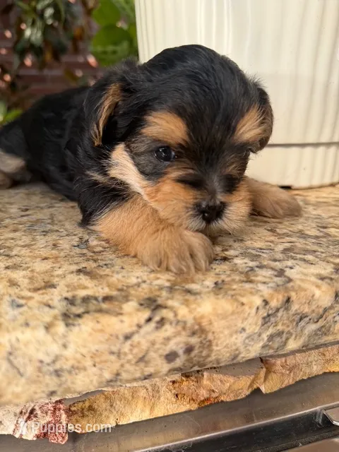 Cash – Morkie, Malchi puppy for sale in Houston, TX