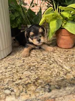 Cash, a male Morkie and Malchi for sale in Houston, TX – 2 of 2