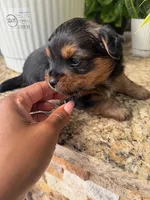 Ghost, a male Morkie and Malchi for sale in Houston, TX – 2 of 3
