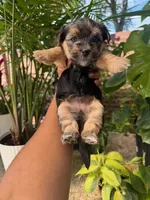 Onyx, a female Morkie and Malchi for sale in Houston, TX – 3 of 4